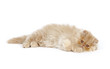 Persian kitten in studio Persian kitten in studio