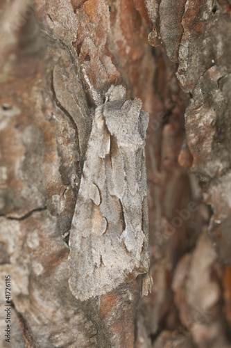 Photo: Moth camouflaged on pine, macro photo Moth camouflaged on pine, macro photo