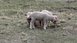 Ewe with her two lambs to pasture