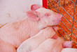 Baby Pigs