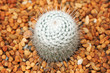 Small Cactus Small Cactus
