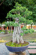 Bonzai plant Bonzai plant