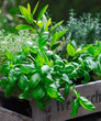 canvas print picture - Fresh organic basil