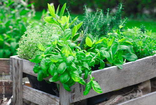 Photo: Fresh basil growing in crate Fresh basil growing in crate