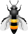 Vektor: Honey Bee Honey Bee