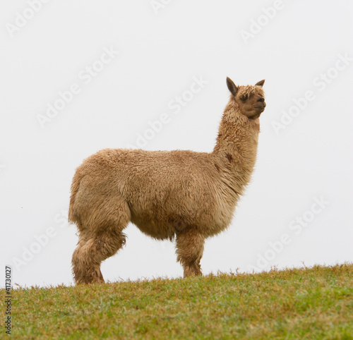 Photo: An Alpaca on the horizon An Alpaca on the horizon