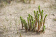 euphorbe maritime (Euphorbia paralias L.)