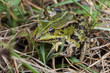 Grenouille verte dans l'herbe