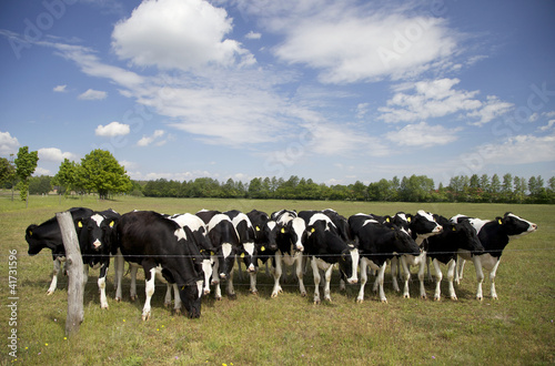 Photo: Rinderherde Rinderherde