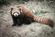lesser panda