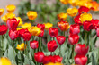 Colorful tulips in meadow
