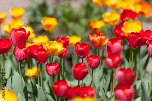 Photo: Colorful tulips in meadow Colorful tulips in meadow