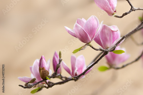 Photo: beautiful magnolia beautiful magnolia