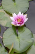 waterlily waterlily