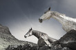 Caballos