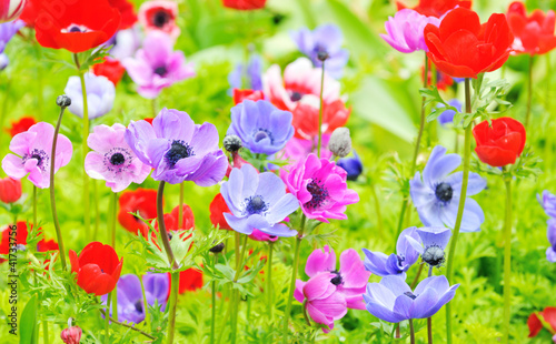 Photo: Anemone coronaria Anemone coronaria