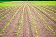 Lines of corn