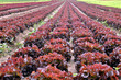 Red salad rows