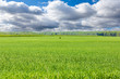 grass