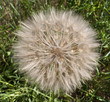 dandelion