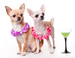 two chihuahua dressed as holidaymakers
