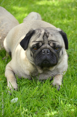 Foto: Mops Mops