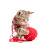 tabby kitten playing red clew