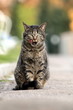 Hungriger Straßenkater