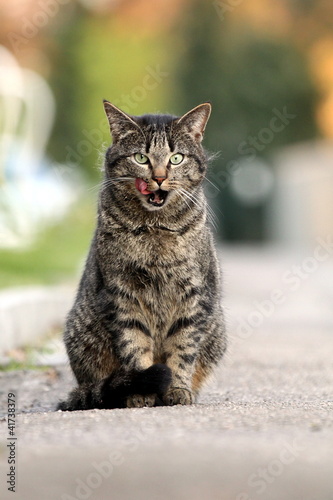 Foto: Hungriger Straßenkater Hungriger Straßenkater