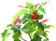 poinsettia