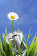 Aluminum can with growing daisy flower on the green grass
