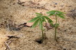 Seedlings in the ground. Seedlings in the ground.