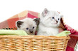 Two kittens in a basket