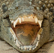 Krokodil