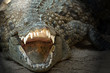 Krokodil
