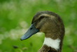 pato azulón  hembra