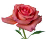 Pink rose