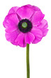 Beautiful purple anemone flower