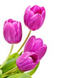 Pink tulips