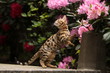 Bengalkatze tanzt