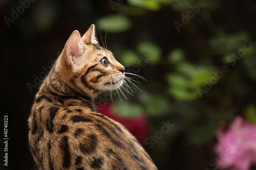 Photo: Bengalkatze im Seitenblick Bengalkatze im Seitenblick