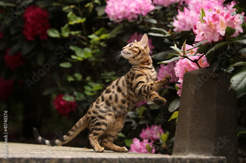 Foto: Bengalkatze tanzt Bengalkatze tanzt