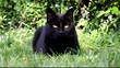 Video: chat noirs chat noirs
