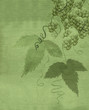 hops plant watercolor painting on paper