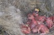 Baby birds in a nest