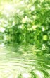 Abstract forest and sun.Reflection in water.