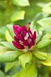 Rhododendron, plante, fleur, jardin, jardinage, végétal, vert