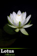 white lotus flower white lotus flower
