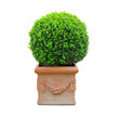 Buxus