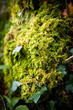 Forest vegetation
